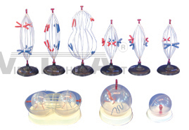 The model of cell mitosis and meiosis (9parts)